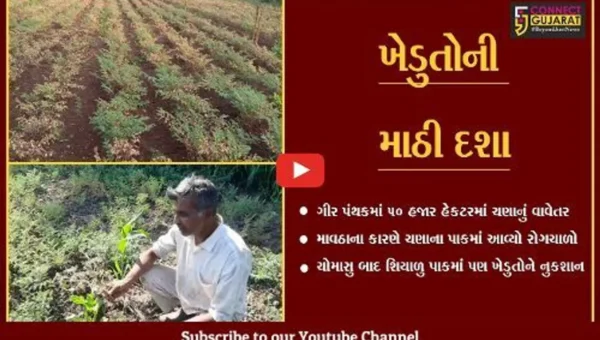 સોમનાથ : ગીર પંથકમાં માવઠાનો માર, ચણાના ઉત્પાદનમાં 50 ટકાનો ઘટાડો