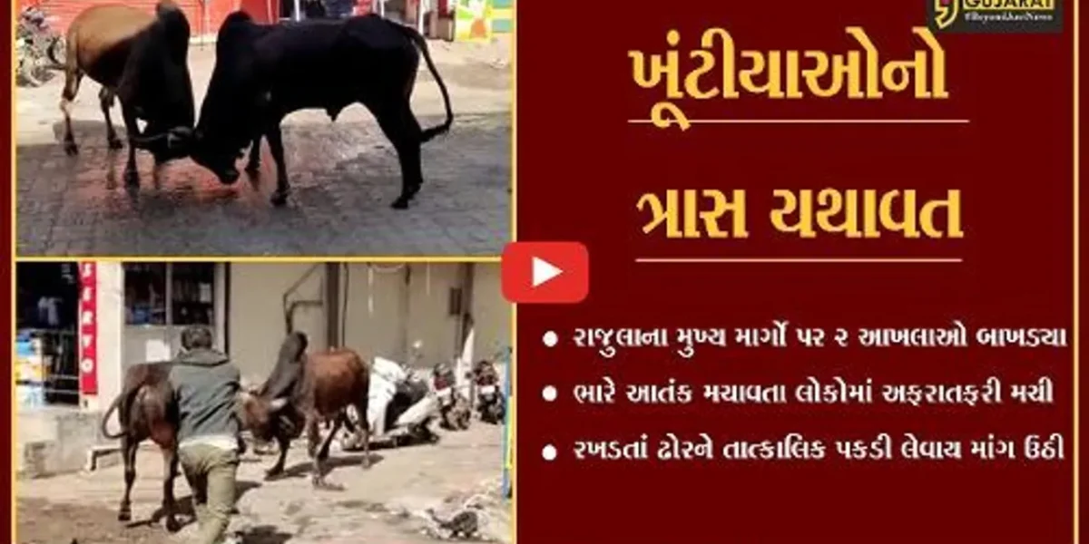અમરેલી : રાજુલામાં સતત 20 મિનિટ સુધી ચાલ્યું 2 આખલાઓનું યુદ્ધ, લોકોમાં અફરાતફરી…