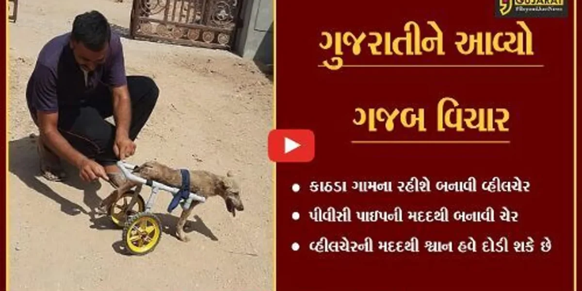 કચ્છ : અકસ્માતમાં શ્વાનને થઇ ઇજા, જુઓ વન કર્મીએ કેવી રીતે તેને ચાલતો કર્યો