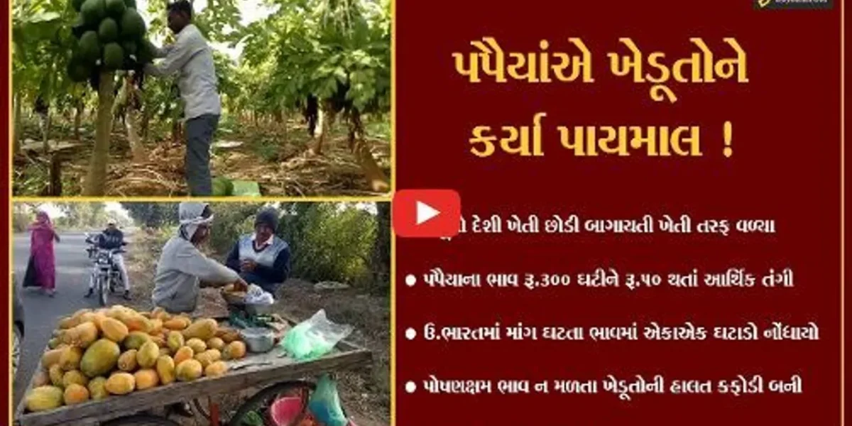 સાબરકાંઠા : 300 રૂપિયે કિલો વેચાતા પપૈયાંના ભાવ અચાનક જ 50 રૂપિયા થઈ ગયા,જુઓ શું છે કારણ