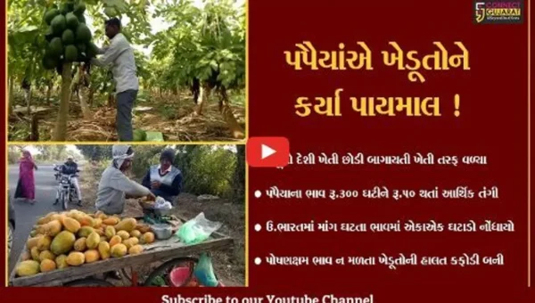 સાબરકાંઠા : 300 રૂપિયે કિલો વેચાતા પપૈયાંના ભાવ અચાનક જ 50 રૂપિયા થઈ ગયા,જુઓ શું છે કારણ