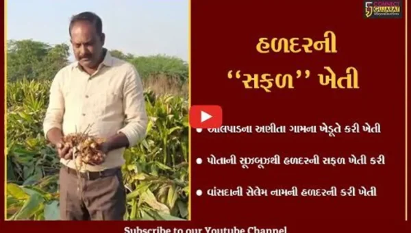 સુરત : ઓલપાડના ખેડૂતે કરી વાંસદાની સેલેમ હળદરની સફળ ખેતી…