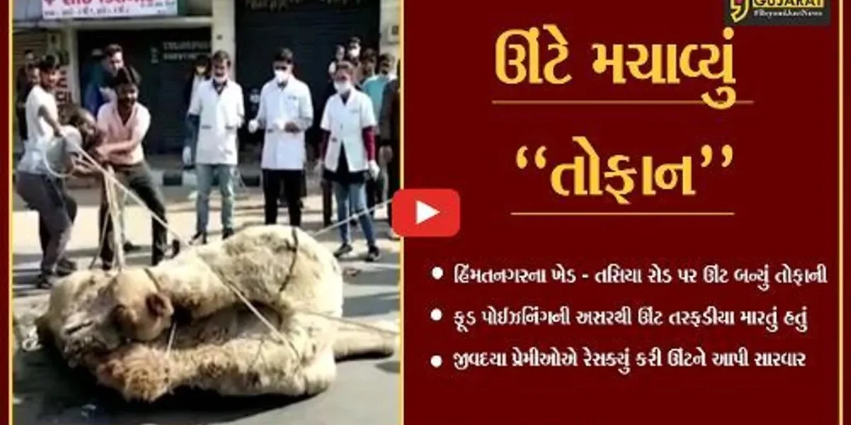 સાબરકાંઠા : હિંમતનગરમાં ઊંટ બન્યું તોફાની, જીવદયા પ્રેમીઓએ રેસક્યું કરી આપી સારવાર…