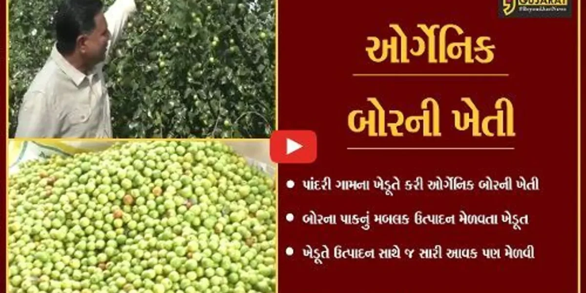 સુરેન્દ્રનગર : પાંદરી ગામના ખેડૂતે કરી “ઓર્ગેનિક બોર”ની ખેતી, મેળવી મબલક આવક…