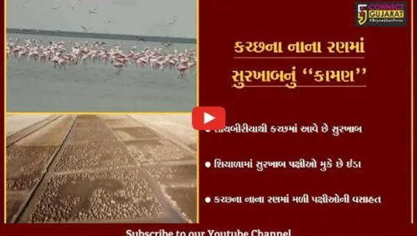સુરેન્દ્રનગર : સુરખાબે કચ્છના નાના રણમાં બનાવ્યો આશિયાનો, વન વિભાગે જાહેર કર્યો વિડીયો