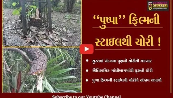 સુરત: પુષ્પા ફિલ્મની સ્ટાઇલથી ઐતિહાસિક ગાંધીબાગમાં ચંદનના વૃક્ષની ચોરી,જુઓ શું છે સમગ્ર મામલો