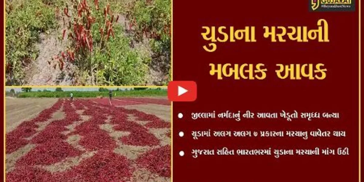 સુરેન્દ્રનગરચુડાના 7થી 8 પ્રકારના મરચાં જગ વિખ્યાત, ઊંચા ભાવે વેંચાતા ખેડૂતોમાં ખુશી…