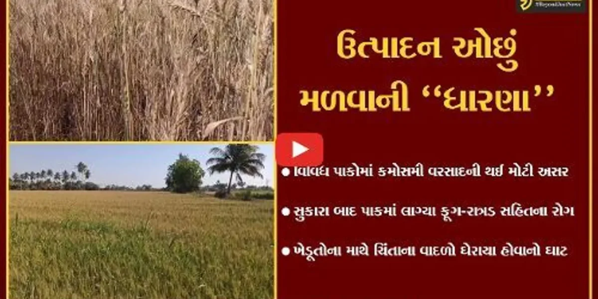 ગીર સોમનાથ : માવઠાએ બગાડી છે ખેડૂતોની દશા, સુકારા બાદ પાકમાં ફૂગ-રાત્રડ સહિતના રોગ