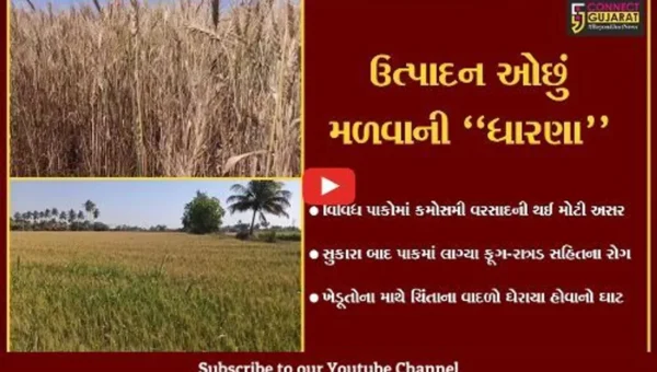 ગીર સોમનાથ : માવઠાએ બગાડી છે ખેડૂતોની દશા, સુકારા બાદ પાકમાં ફૂગ-રાત્રડ સહિતના રોગ