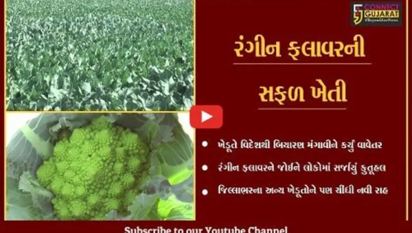 સાબરકાંઠા : પ્રાંતિજના વિદેશી રંગીન ફલાવરની માંગમાં વધારો, તો શંખ આકારનું ફલાવર સ્વાદમાં મીઠુ…