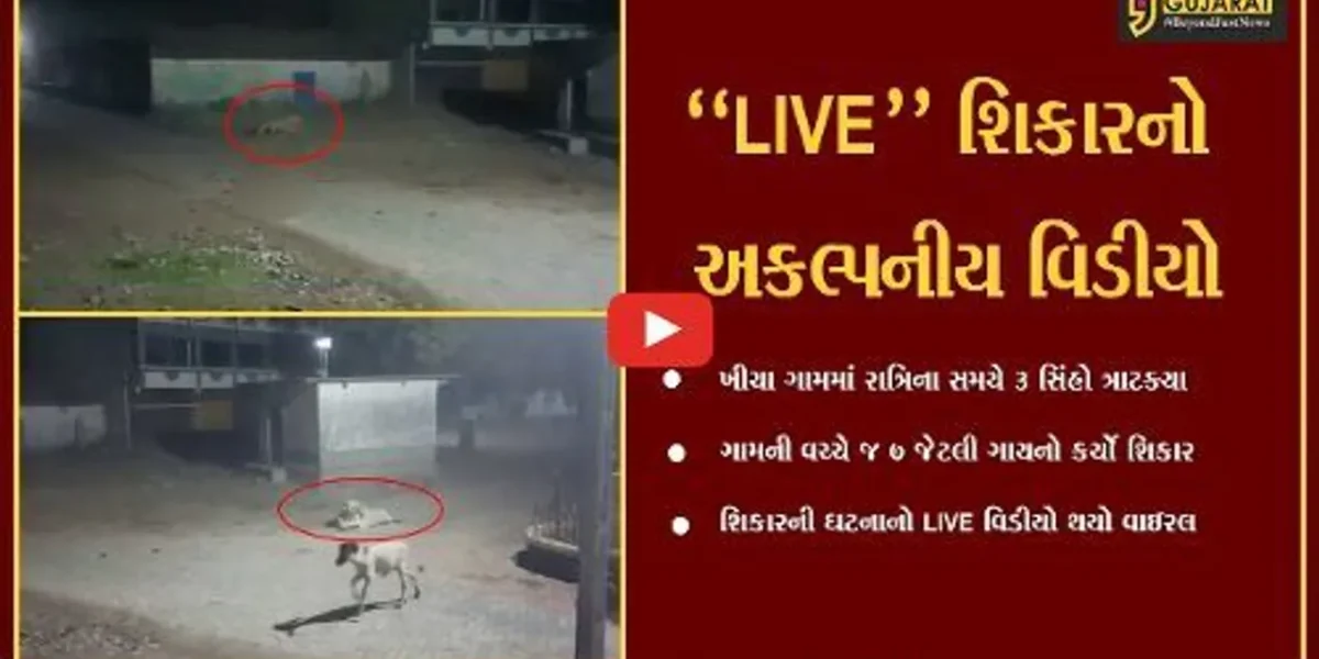 અમરેલી : 3 સિંહોએ કર્યો 7 ગાયનો શિકાર, જુઓ ગાય ઉપર સિંહની તરાપનો “LIVE” વિડીયો