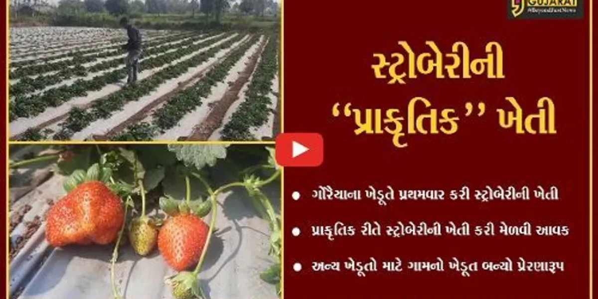 તાપી : પ્રથમવાર ગોરૈયાના ખેડૂતે કરી મહાબળેશ્વરની સ્ટ્રોબેરીની ખેતી, અન્ય ખેડૂતો માટે પ્રેરણારૂપ…