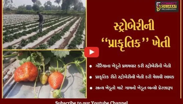 તાપી : પ્રથમવાર ગોરૈયાના ખેડૂતે કરી મહાબળેશ્વરની સ્ટ્રોબેરીની ખેતી, અન્ય ખેડૂતો માટે પ્રેરણારૂપ…