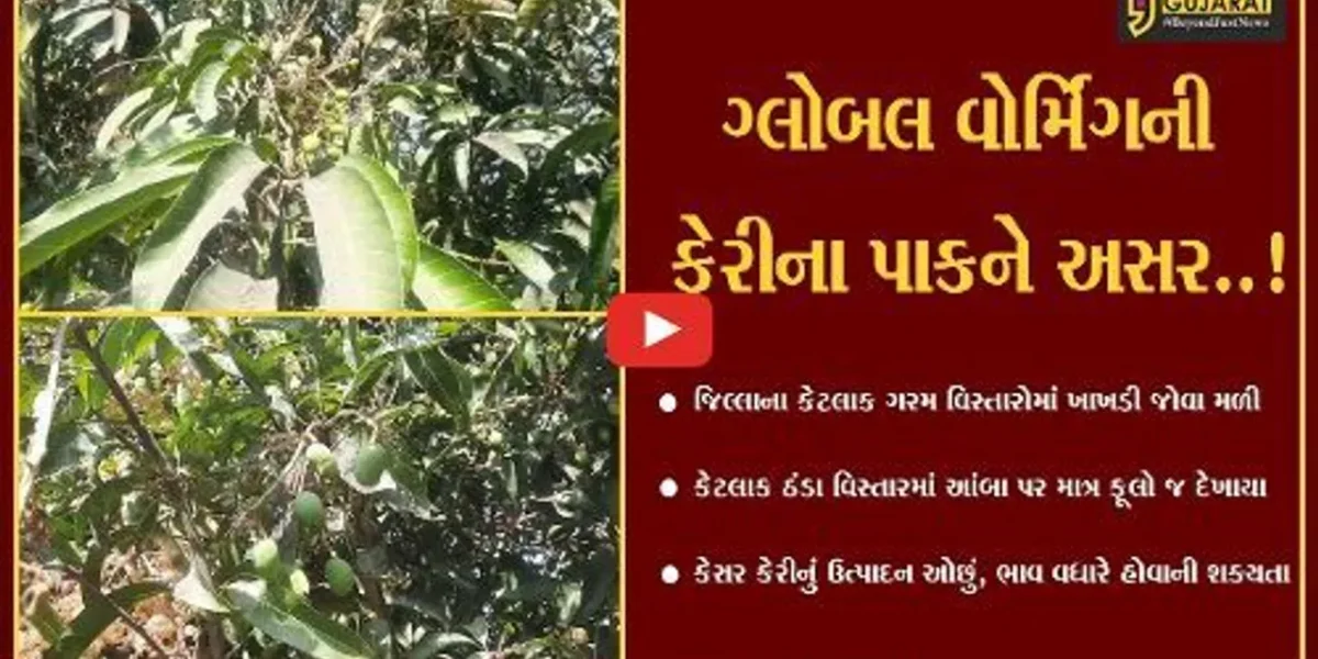 ગીર સોમનાથ : કુદરતી આફતો વચ્ચે કેરીના પાકને અસર, આંબે કેરી જોવા મળી તો ક્યાક માત્ર ફૂલો જ આવ્યા..
