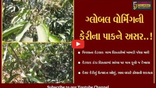 ગીર સોમનાથ : કુદરતી આફતો વચ્ચે કેરીના પાકને અસર, આંબે કેરી જોવા મળી તો ક્યાક માત્ર ફૂલો જ આવ્યા..