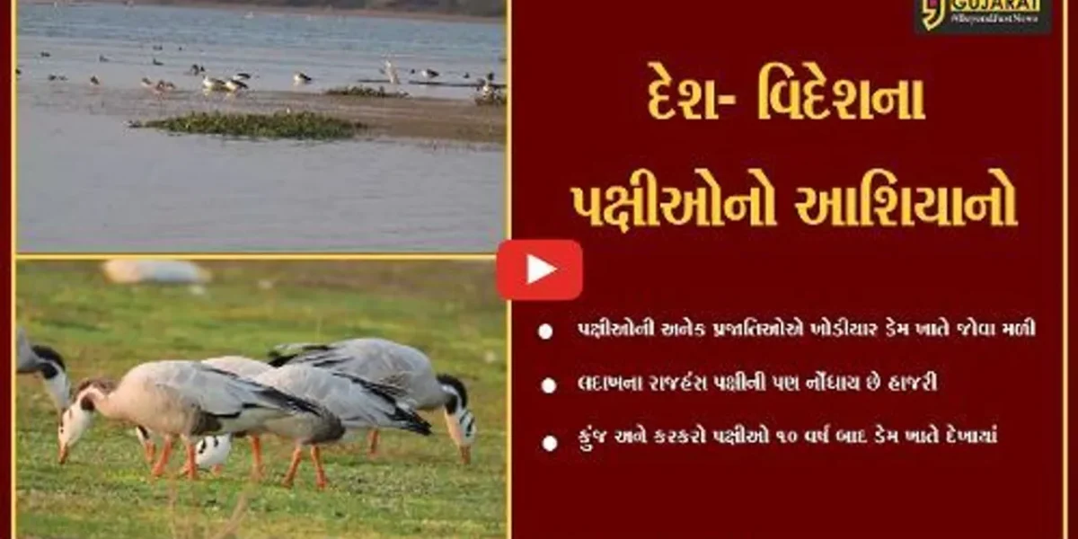 અમરેલી : ખોડીયાર ડેમ પક્ષીઓના કલબલાટથી ગુંજી ઉઠયો, રાજહંસ પણ બન્યાં મહેમાન