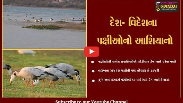 અમરેલી : ખોડીયાર ડેમ પક્ષીઓના કલબલાટથી ગુંજી ઉઠયો, રાજહંસ પણ બન્યાં મહેમાન