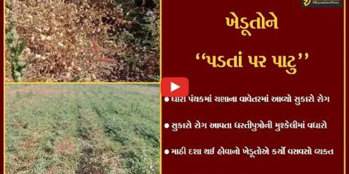 અમરેલી : ચણાના વાવેતરમાં આવ્યો સુકારા નામનો રોગ, ખેડૂતોની મુશ્કેલીમાં વધારો..