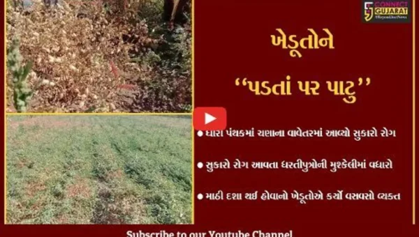 અમરેલી : ચણાના વાવેતરમાં આવ્યો સુકારા નામનો રોગ, ખેડૂતોની મુશ્કેલીમાં વધારો..