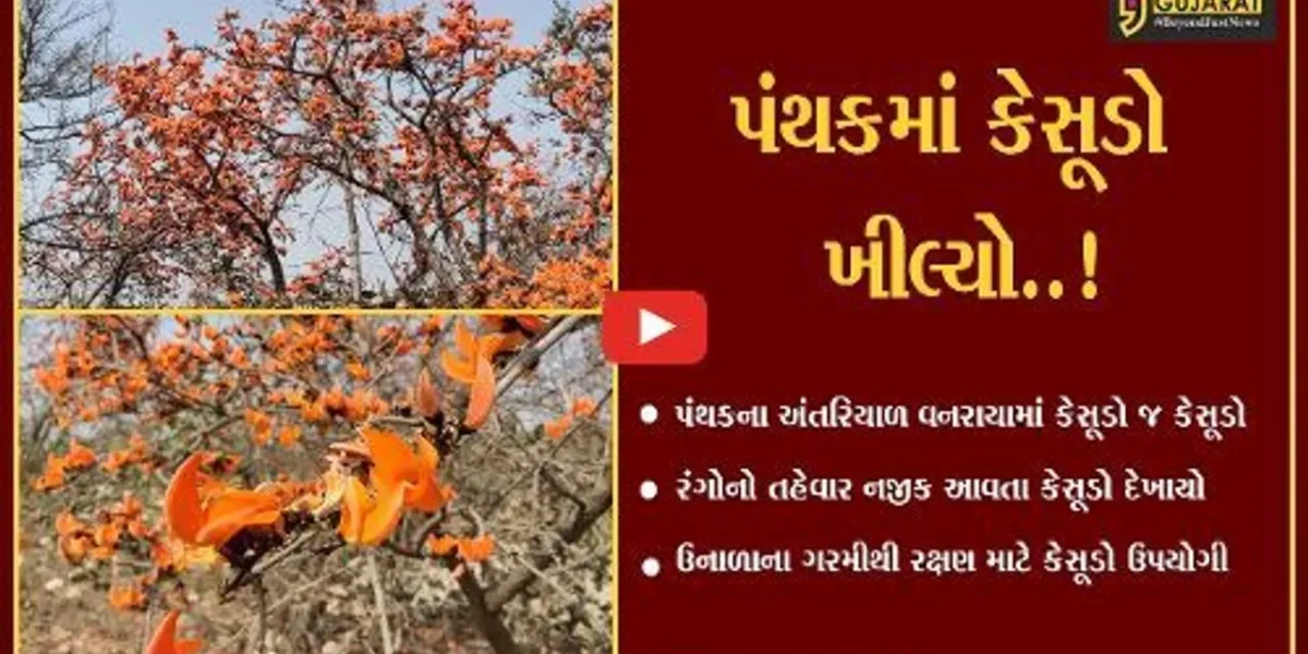 ભરૂચ: ઝઘડીયા અને નેત્રંગમાં કેસુડો સોળે કળાએ ખીલી ઉઠ્યો, સ્થાનિકોએ જણાવ્યા અનેક ફાયદા….