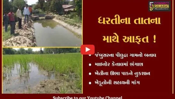 ભરૂચ: જંબુસરના પીલુદ્રા ગામે માઇનોર કેનાલમાં ભંગાણ,ખેતીના ઊભા પાકને નુકશાન