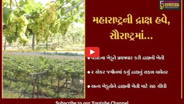સુરેન્દ્રનગર : આવળ, બાવળ અને બોરડીના પ્રદેશ તરીકે ઓળખાતા જીલ્લામાં ખેડૂતે કરી દ્રાક્ષની ખેતી