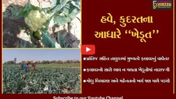 સાબરકાંઠા : ફલાવરનો સારો ભાવ ન મળતા પ્રાંતિજના ખેડૂતોમાં નિરાશા…