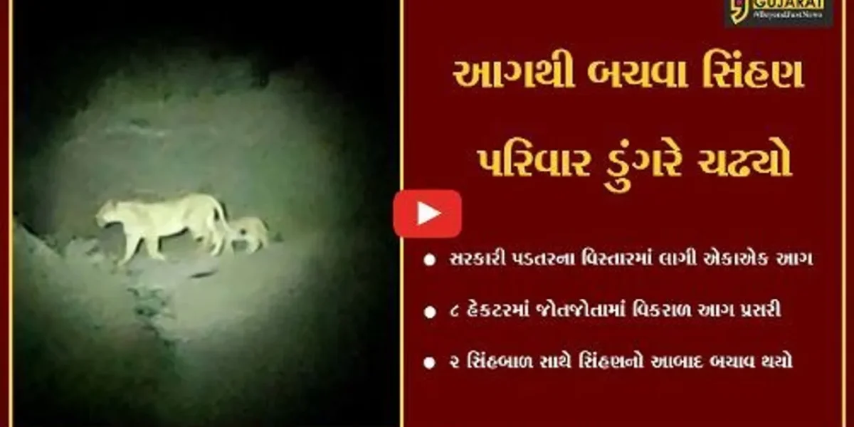 અમરેલી : માણાવાવ ગામમાં 8 હેક્ટરમાં આગ બેકાબૂ બની, સિંહણ અને 2 બાળસિંહોનો આબાદ બચાવ