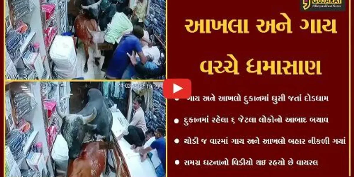 સુરેન્દ્રનગર : ચોટીલામાં આખલાથી બચવા ગાય કપડાની દુકાનમાં ઘુસી, જુઓ LIVE દ્રશ્યો