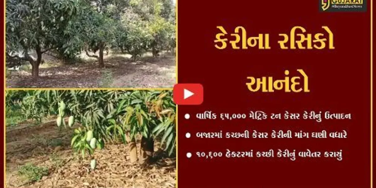 કચ્છ : કચ્છી કેસર કેરીનું મબલખ ઉત્પાદન થવાની આશા, ખેડુતો ખુશખુશાલ