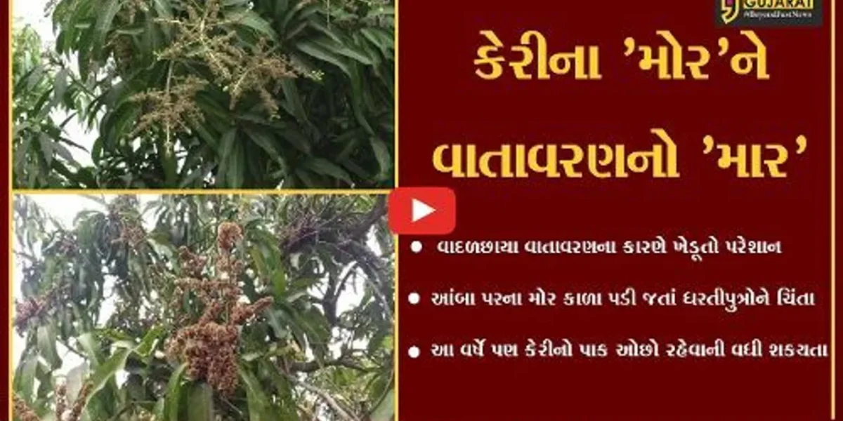 નવસારી : ગણદેવીમાં વાદળછાયા વાતાવરણથી ખેડુતોના માથે સંકટના “વાદળો”