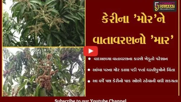 નવસારી : ગણદેવીમાં વાદળછાયા વાતાવરણથી ખેડુતોના માથે સંકટના “વાદળો”