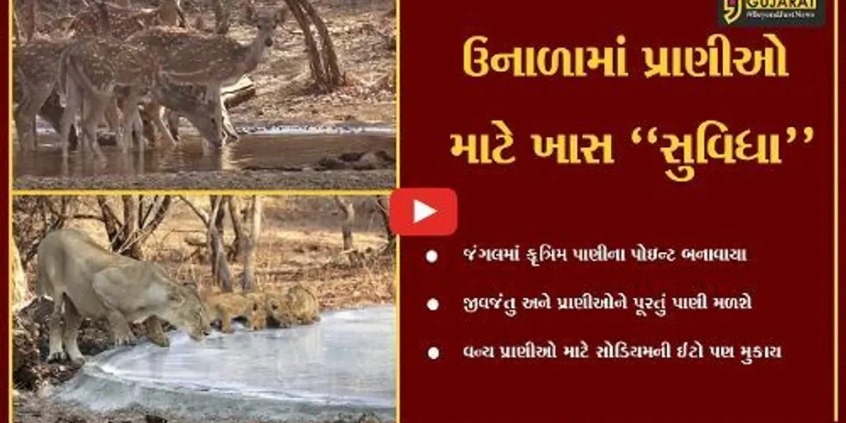 જુનાગઢ : સાસણ ગીર અભ્યારણ્ય અને જંગલ વિસ્તારના પ્રાણીઓ માટે પાણીના કૃત્રિમ કુંડનું નિર્માણ