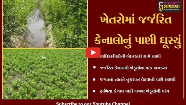 છોટાઉદેપુર : જર્જરિત કેનાલોમાંથી બિનજરૂરી પાણી ખેતરોમાં ઘૂસતા ખેડૂતોનો પાક નષ્ટ
