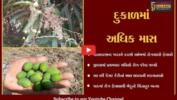 ગીર સોમનાથ : આંબાના બગીચાઓમાં મધિયાનો રોગ વધ્યો, ખેડૂતોના માથે ચિંતાની લકીરો
