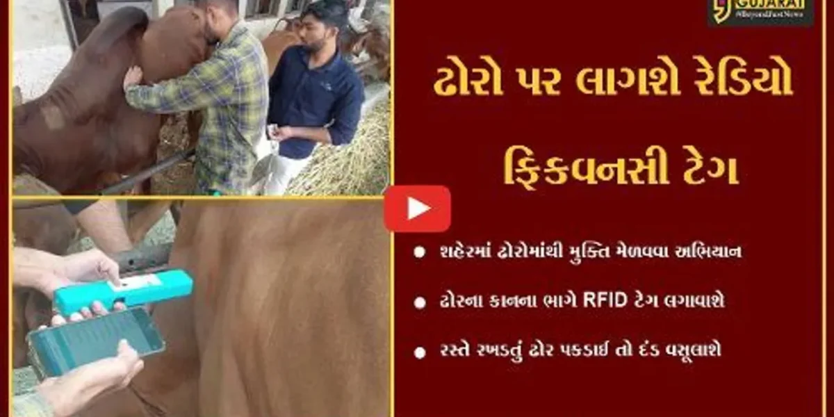 ભાવનગર : રખડતા ઢોરના ત્રાસથી મુક્તિ માટે મનપાનું અભિયાન, ઢોરોને લગાવાશે RFID..