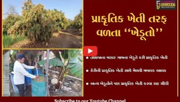ભાવનગર : મણારના ખેડૂતે કરી ઓર્ગેનિક કેરીની સફળ ખેતી, અન્ય ખેડૂતોને નવી રાહ ચીંધી…