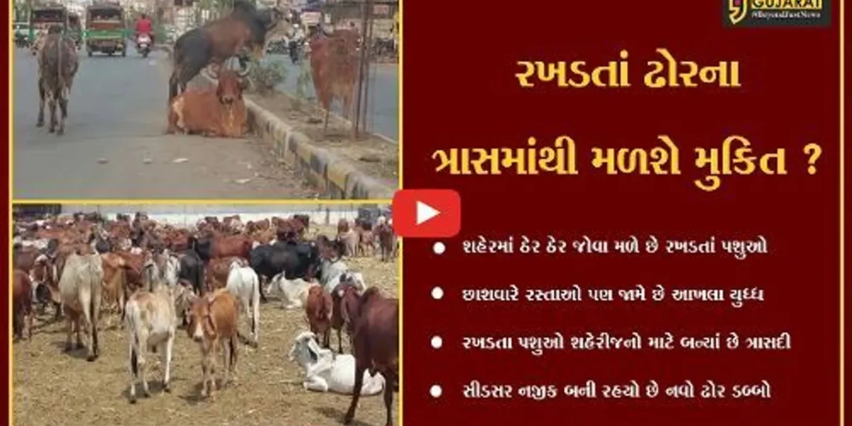 ભાવનગર : રખડતાં ઢોરોને પાંજરે પુરવાની તૈયારીઓ શરૂ, વધુ એક ઢોર ડબ્બો બનશે