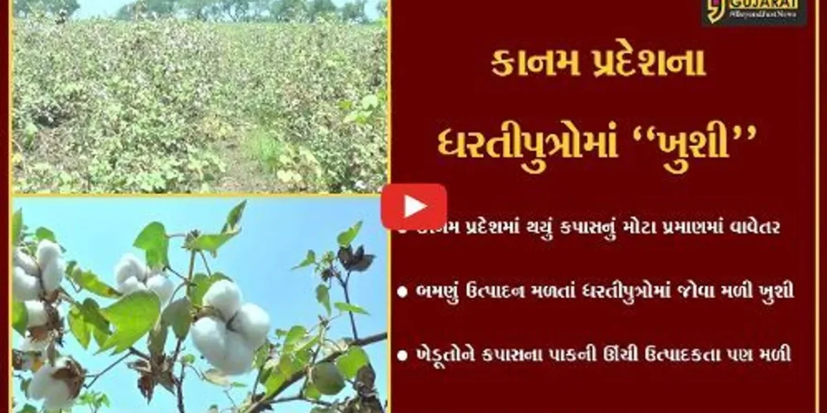 ભરૂચ : કાનમ પ્રદેશમાં કપાસના પાકનું બમણું ઉત્પાદન, ઊંચી ઉત્પાદકતા મળતાં ખેડૂતોમાં ખુશી…