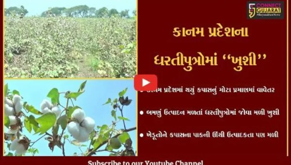 ભરૂચ : કાનમ પ્રદેશમાં કપાસના પાકનું બમણું ઉત્પાદન, ઊંચી ઉત્પાદકતા મળતાં ખેડૂતોમાં ખુશી…