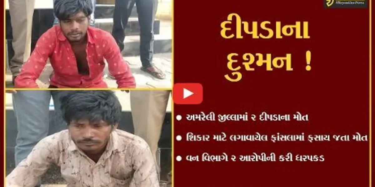 અમરેલી: મોણવેલ ગામની સીમમાં શાહુડીના શિકાર માટે લગાવેલા ફાંસલામાં બે દીપડા ફસાય જાતા મોત, 2 આરોપીની ધરપકડ