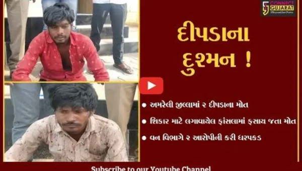 અમરેલી: મોણવેલ ગામની સીમમાં શાહુડીના શિકાર માટે લગાવેલા ફાંસલામાં બે દીપડા ફસાય જાતા મોત, 2 આરોપીની ધરપકડ