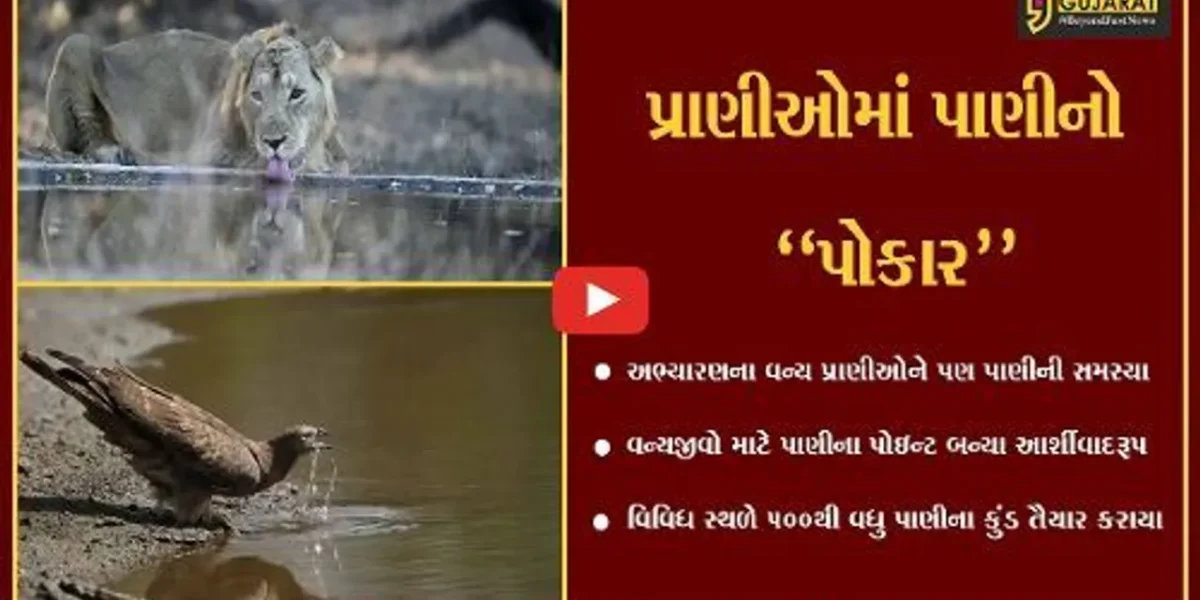 ગીર સોમનાથ : અભ્યારણના વન્યપ્રાણીઓ માટે વન વિભાગે બનાવ્યા પાણીના કુત્રિમ કુંડ…