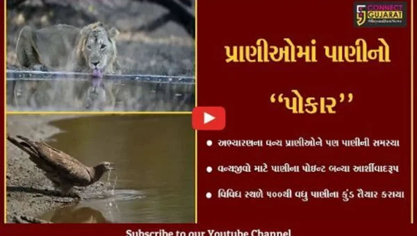 ગીર સોમનાથ : અભ્યારણના વન્યપ્રાણીઓ માટે વન વિભાગે બનાવ્યા પાણીના કુત્રિમ કુંડ…