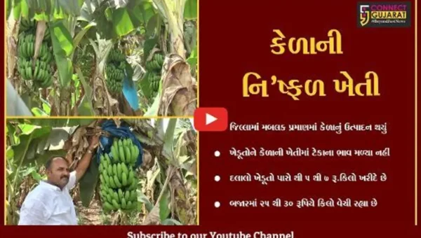 ભરૂચ : કેળાની ખેતીમાં મબલક પાક તો થયો પણ ટેકાના ભાવ ન મળતા ખેડૂતો મુંઝવણમાં મુકાયા