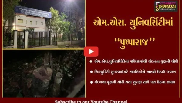 વડોદરા : હવે, એમ.એસ.યુનિવર્સિટીમાં પણ “પુષ્પારાજ”, ચંદનના વૃક્ષની ચોરી મામલે સિક્યુરિટીનો ઉડાઉ જવાબ..!