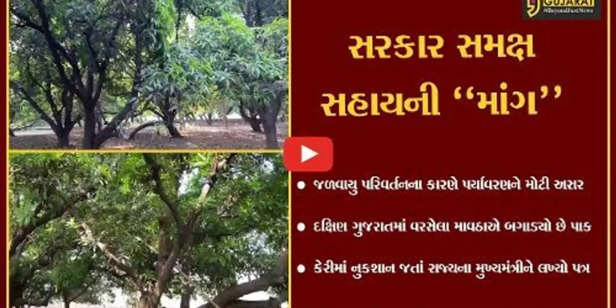 સુરત : દક્ષિણ ગુજરાતમાં માવઠાએ બગાડ્યો કેરીનો પાક, સહાય માટે ખેડૂતે લખ્યો મુખ્યમંત્રીને પત્ર