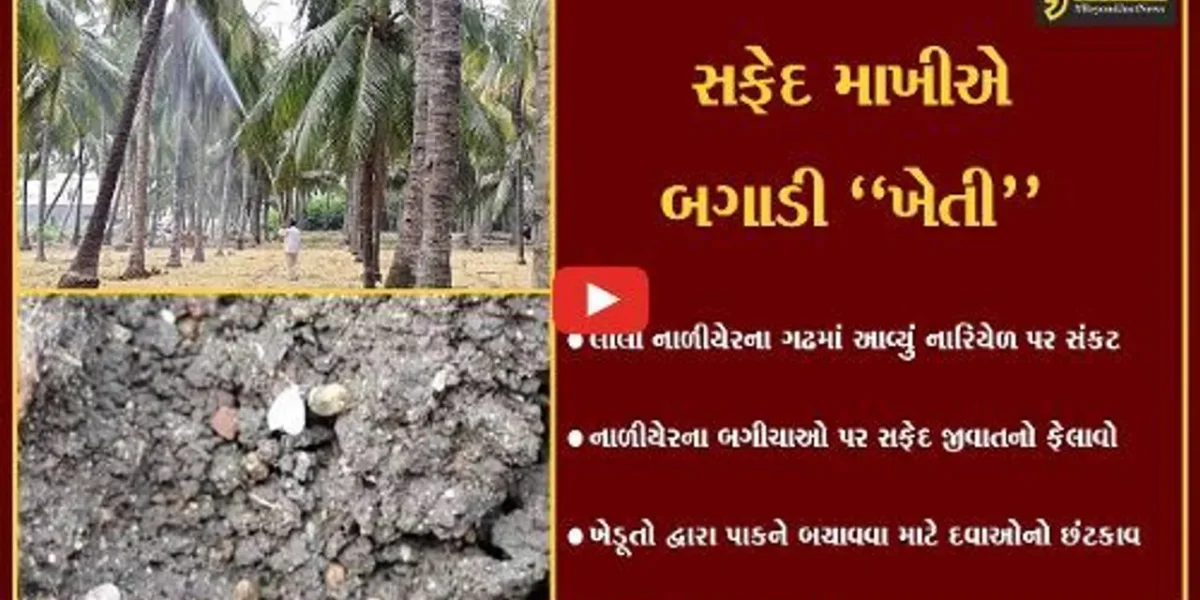 ગીર સોમનાથ : લીલા નાળીયેરના ગઢમાં આવ્યું નારિયેળના પાક પર જ સંકટ, જુઓ શું કહ્યું ખેડૂતોએ !