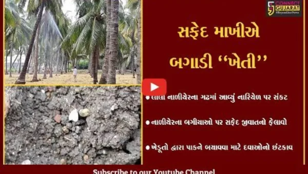 ગીર સોમનાથ : લીલા નાળીયેરના ગઢમાં આવ્યું નારિયેળના પાક પર જ સંકટ, જુઓ શું કહ્યું ખેડૂતોએ !