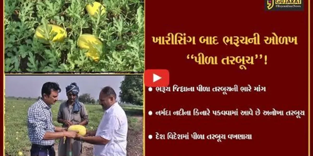ભરૂચ: ખારીસીંગ બાદ ખેડૂતોના પીળા તરબૂચની પણ ભારે માંગ,દેશ-વિદેશમાં વખણાયા